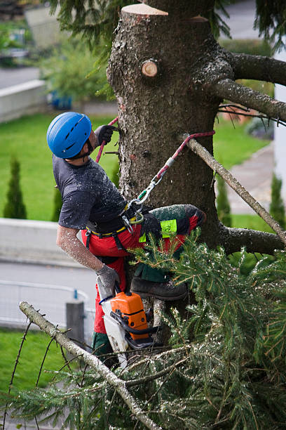 Reliable Larkfield Wikiup, CA Tree Removal Solutions