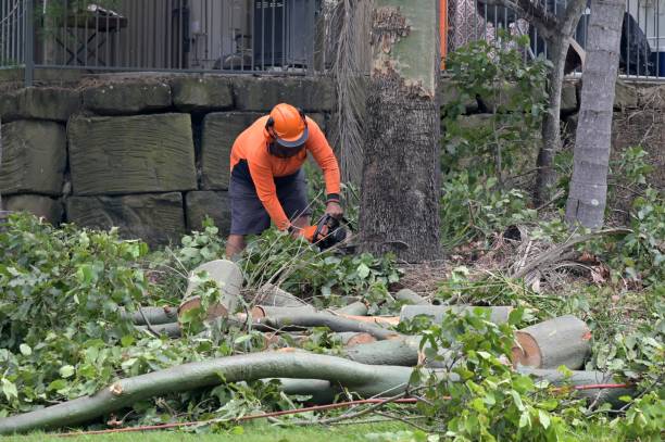 Best Storm Damage Tree Cleanup  in Larkfield Wikiup, CA